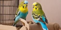 budgerigar gender differences explained