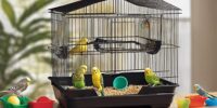 budgie cage setup tips