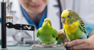 budgie vet check ups recommended