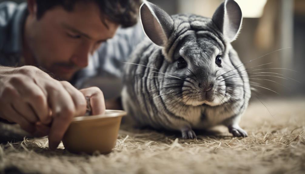 caring for a chinchilla