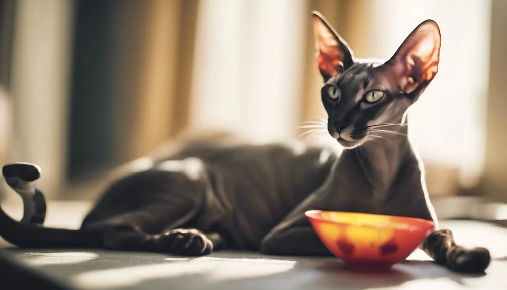 caring for oriental shorthairs