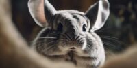 chinchilla ears aid senses