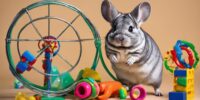 chinchilla health requires exercise