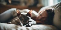 choosing a sphynx cat