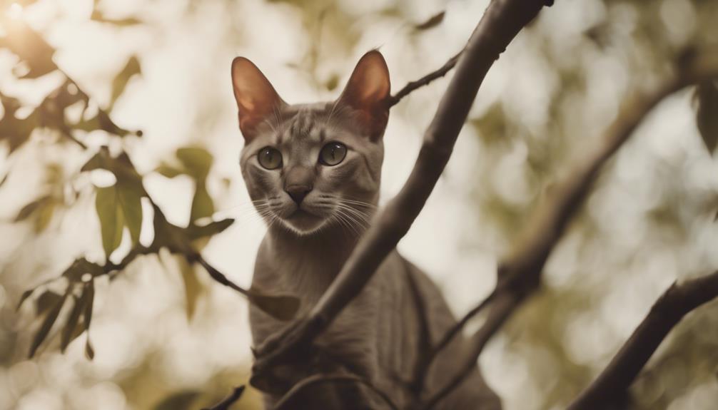 evolution of oriental cat