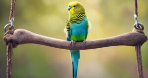 happy budgerigar behaviors explained