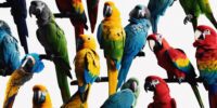 identifying parrot species by vocalizations