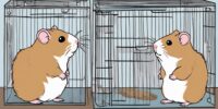 introducing hamsters to each other