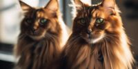 long haired somali cat care