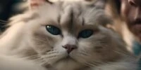 How Ragdoll Cats Show Affection: Understanding Their Behavior 10 ragdoll cats affectionate behavior