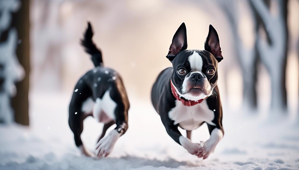 small compact black and white dog