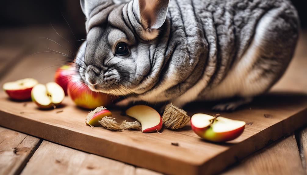 chinchilla treat introduction guide