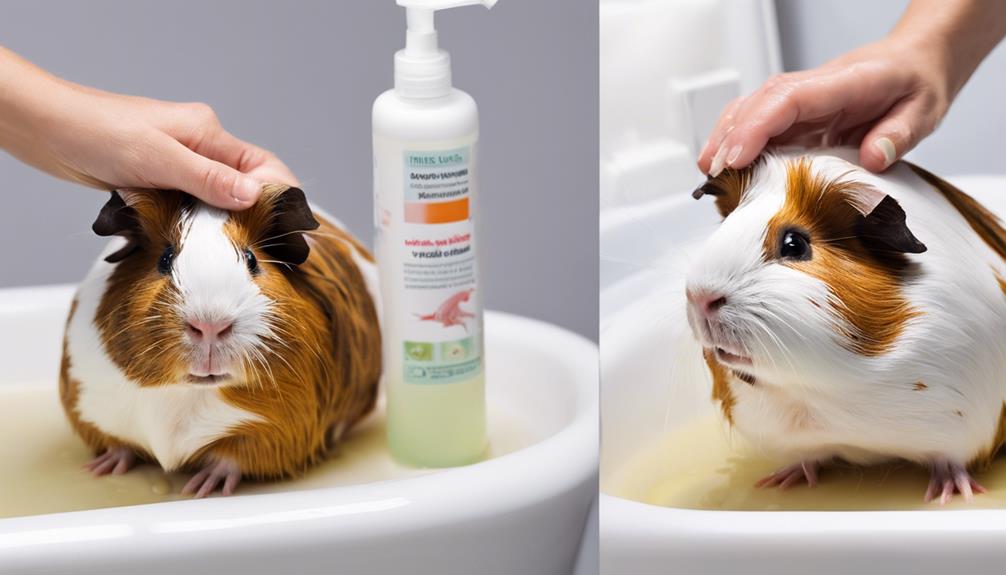 guinea pig fungal treatment