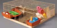 guinea pig habitat health