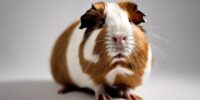 guinea pig lump concerns