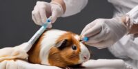 guinea pig medication administration