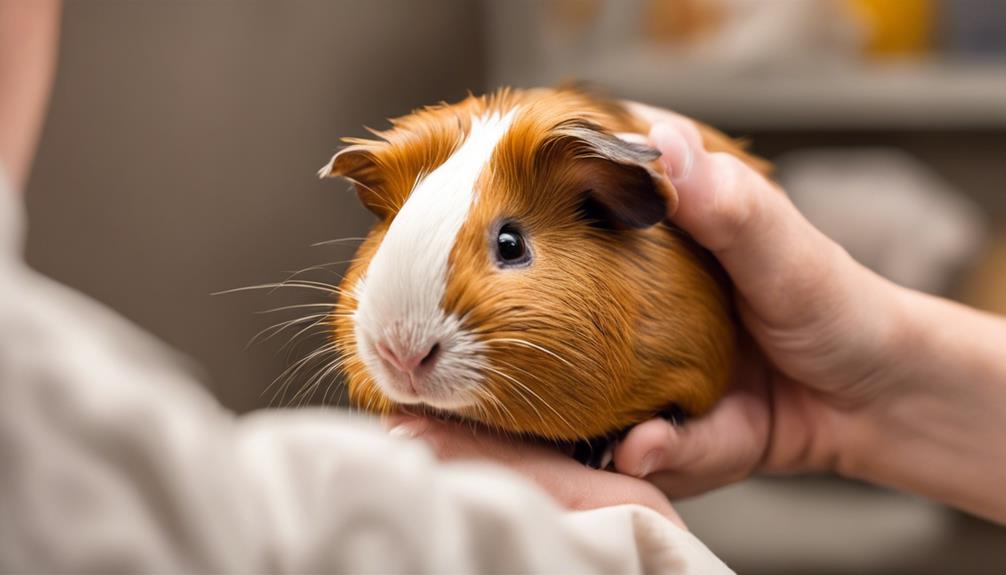 View of How To Check Your Guinea Pig For Parasites