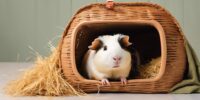 guinea pig transport tips