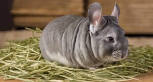 optimal hay for chinchillas